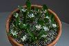 <em>Polyxena ensifolia subsp maughanii</em>